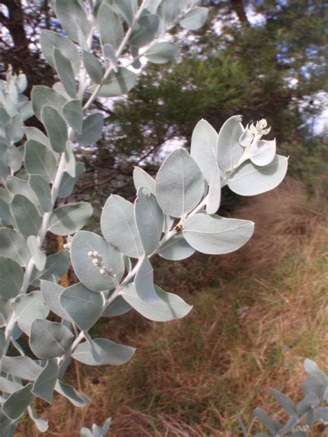 Queensland Silver Wattle Weeds
