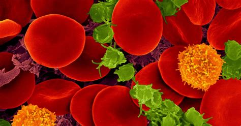 New Test To Improve Blood Cancer Treatment Pursuit By The University