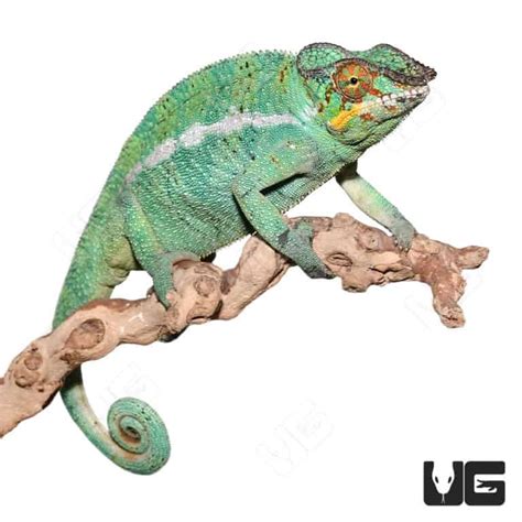 Nosy Be Panther Chameleons Furcifer Pardalis For Sale Underground