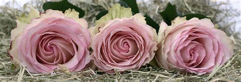 Images Gratuites La Nature Fleur Pétale Amour Rose Vert