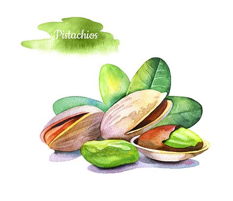 best pistachio illustrations royalty free vector graphics and clip art istock