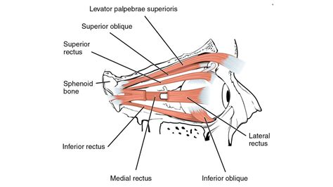 Extraocular Muscles Eye Movement Eye Muscles Geeky Medics