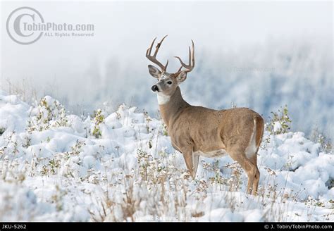 Photo Of Whitetail Deer In Snow