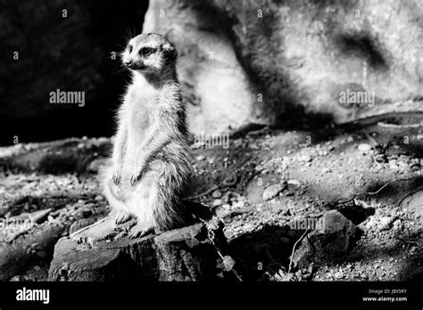 Meerkat Black And White Animals Portraits Stock Photo Alamy