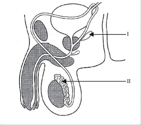 Male Reproductive System Diagram With Labels