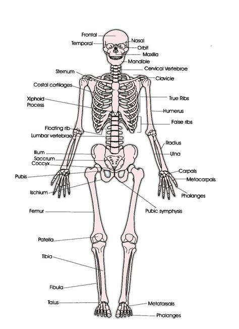 Learning the bones of the back for drawing. Skeletal system - labeled diagrams human skeleton, The ...