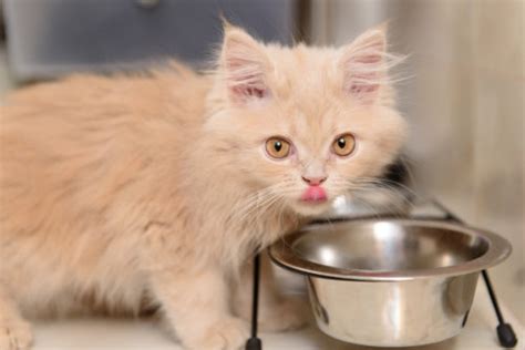 The Right Diet For Your Kitten For Healthy Growth Zooplus Magazine