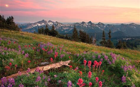 Wallpaper 1920x1200 Px Clouds Fields Flowers Landscapes Meadow