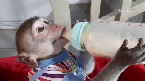 Monkey Rescued 2020 Monkey Lover Youtube
