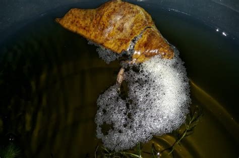 Рыбки петушки размножение в домашних условиях