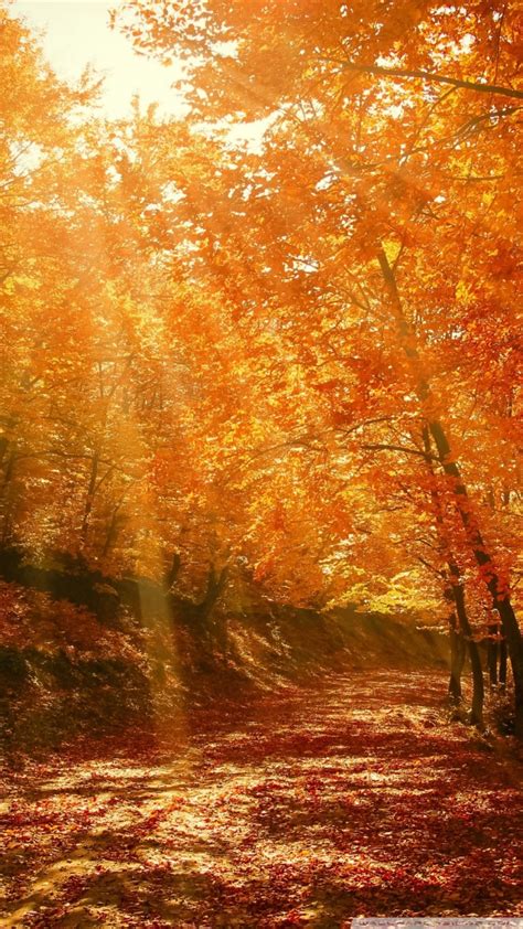 Beautiful Wallpaper Beautiful Nature Image Autumn Forest Wallpaper