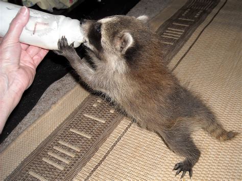 What happens if it scratches or bites someone? Nature Is My Elixir: Motherless Children