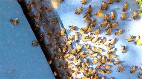 Honey Bees In Slow Motion Youtube