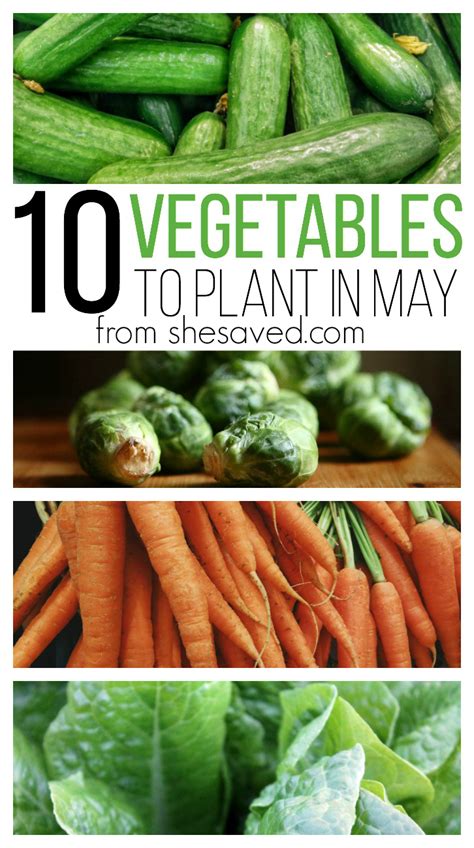 As you are designing and planning out your garden, make sure to include a few of these shade loving vegetables. 10 Vegetables to Plant in May - SheSaved®
