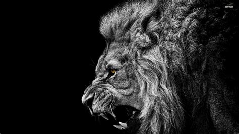 The great collection of black and white lion wallpaper for desktop, laptop and mobiles. Roaring Lion Wallpaper (67+ images)