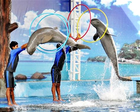 Pattaya Dolphin Show Thailand Pattaya Show And Ticket