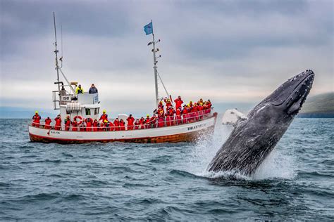 Whale Watching Tours In Iceland