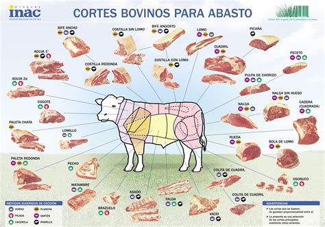 Partes De La Carne De Res Noticias De Carne