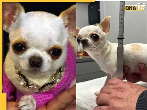 World Smallest Dog गिनीज ने माना Pearl को दुनिया का सबसे छोटा कुत्ता