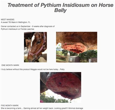 Pythiosis Insidiosum Swamp Cancer Have You Heard Of It Here Are 2