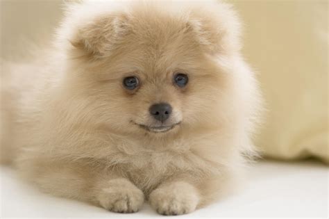 Pomeranian Dog Pictures Photograph Puppy Dog Breeds Pictures