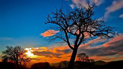 Sunset Trees Sky Hd Nature 4k Wallpapers Images