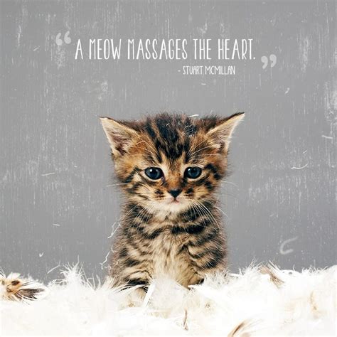 50 Cat Quotes That Only Feline Lovers Would Understand Cat Lover