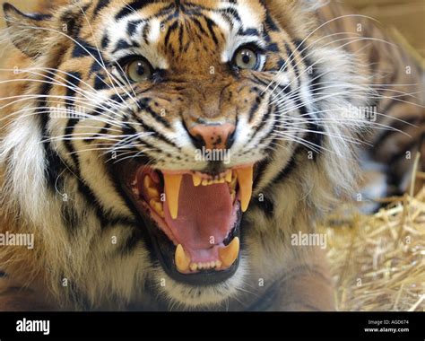 Sumatran Tiger Roaring Snarlingbaring Teeth Headshot Head Of Tiger
