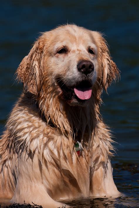 Retrieving Golden Retriever In Water Rob Kleine Flickr