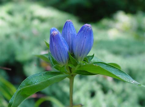 Gentiana Clausa Closed Gentian Meadow Bottle Gentian Go Botany