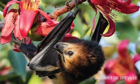 Can We Protect Island Flying Foxes
