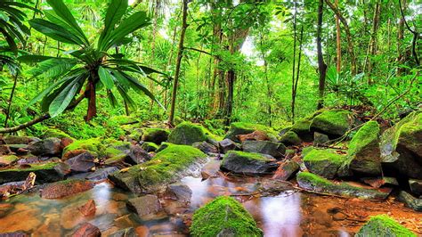 Rainforest 1080p 2k 4k 5k Hd Wallpapers Free Download Wallpaper Flare