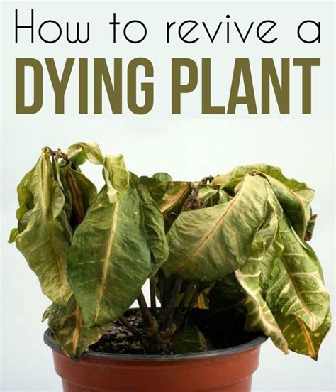 How To Revive A Dying Plant Gardaholic Net