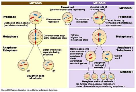 6 Tipos De División Celular Mitosis Y Meiosis Etapas En Las Que Se