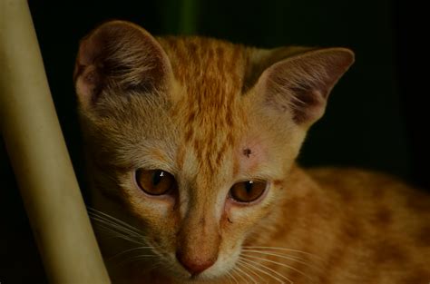 file my kitty wikimedia commons