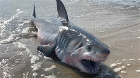 Dead Great White Shark Washes Up In Quogue Newsday