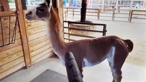 Watch This Llama Show Pure Love For A Leaf Blower