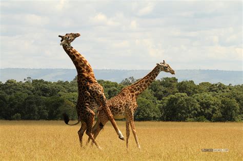 Matira Magazin Archiv Giraffes Mating Giraffen Paarung