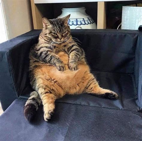 Psbattle This Fat Cat On A Sofa Rphotoshopbattles