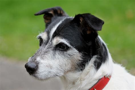 Small dog breeds with long hair include shih tzu their hue is blonde or brown for most of them, with unique breeds having a white and black hair color. Free Images : black and white, close, whiskers, snout, dog ...