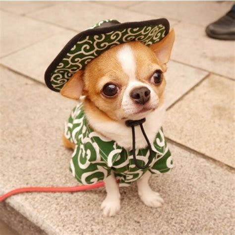 3943 Best Chihuahua Dressed Up Images On Pinterest Chihuahua Dogs