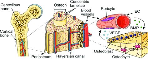 General Anatomy Of Bone A Macroscopic To Microscopic Schematic Shows