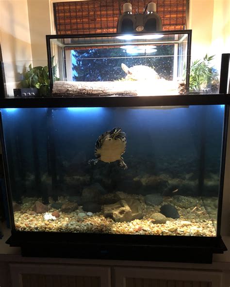 Stunning Turtle Aquarium Setup