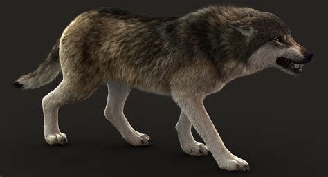 Buy Wolf Fur Rigged 3d Models Online Massimo Righi