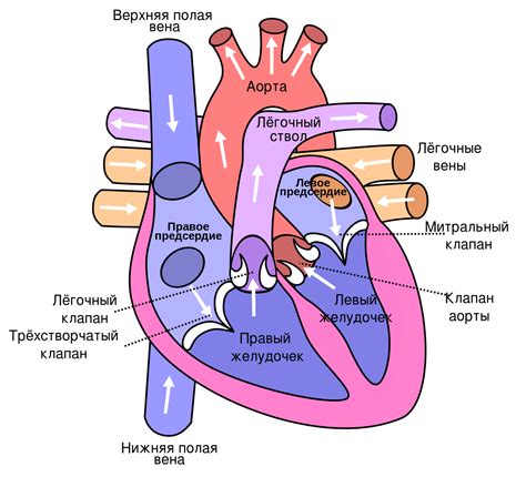 Картинки по запросу сердце Human Heart Diagram Heart Diagram