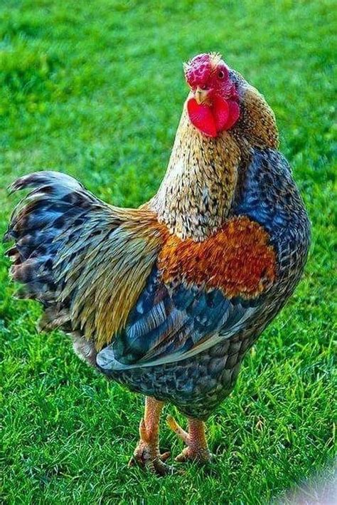 Blue Laced Red Wyandotte Rooster So Pretty Fancy Chickens Chickens And Roosters Chickens