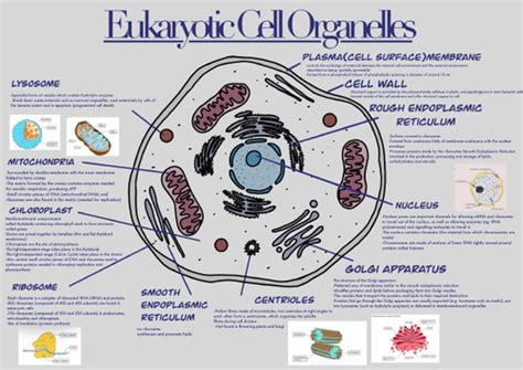 Eukaryotic Cell Organelles Mindmap Teaching Resources