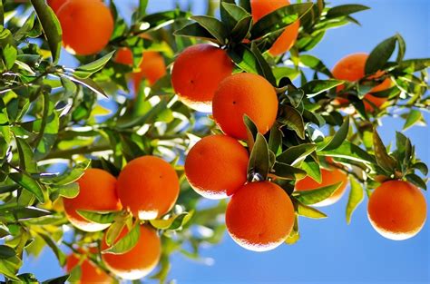 What Are Citrus Trees Learn About Citrus Tree Varieties For The Garden