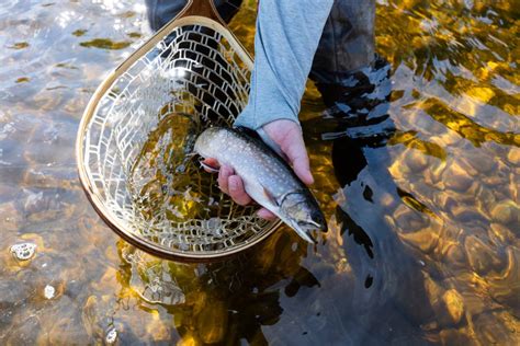 Maine Fly Fishing Where To Fish In Maine Trident Fly Fishing