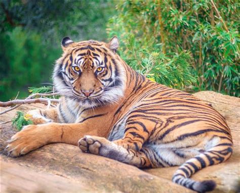 Impressive slogans and quotes on save animals and wildlife conservation (save lion, tiger there are hundreds of taglines and slogans available on save animals and wildlife conservation online. Why should we save endangered animals? - OneKind Planet